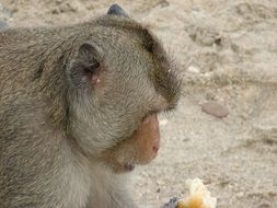 monkey is eating a roll on the beach