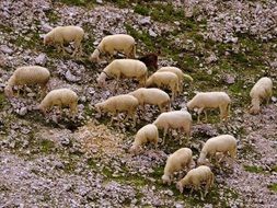 Sheep Flock grazing on rocky mountain side