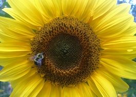 beautiful and cute Sunflower