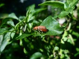beetle on a green bush close-up