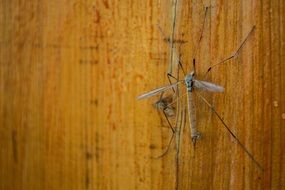 big mosquito on a tree