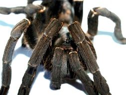 tarantula close up on white background
