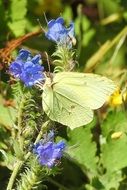 butterfly on blue flowers