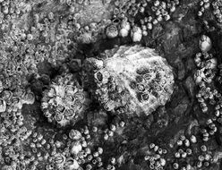 black-white photo of barnacle on shore
