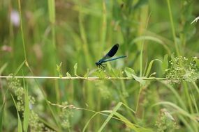 blue dragonfly on a background of green meadow grass