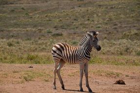 zebra in safari