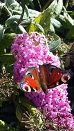 Picture of Butterfly and flowers