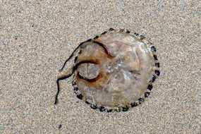 jellyfish in the sand on the seashore