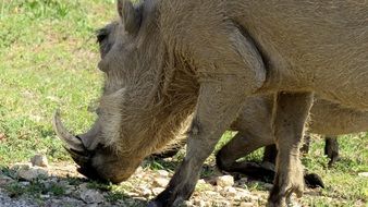 warthog in wildlife