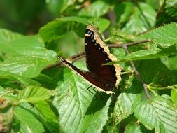 Butterfly with Black Wings