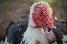 Muscovy in agriculture