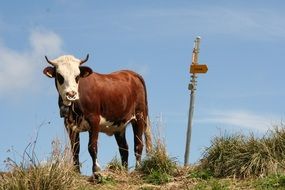 cow in pasture in france