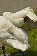 swan cleaning feathers