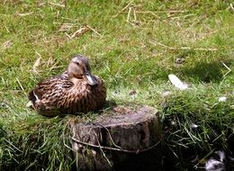 duck on green grass near a stump