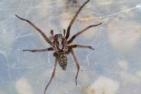 brown big Spider on web