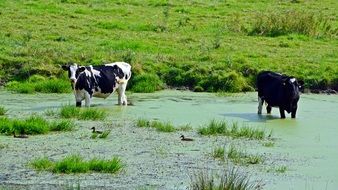 pleasant Cows Pasture