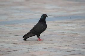 black dove on the pavement