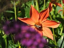 wonderful Garden Flower