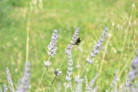 pleasant Lavender Flowers