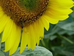 incredibly beautiful Sunflower
