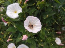 growing white flowers on a field