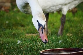 domestic swan drinking water