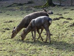 deer grazing in wildlife park