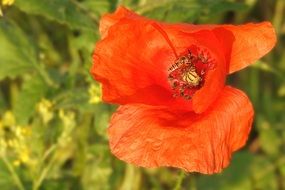 wild bee on the poppy flower