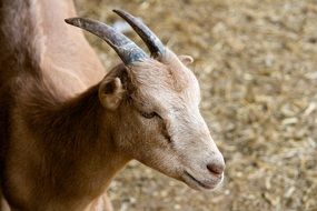 goat with horns in the village