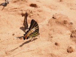 closeup photo of colorful butterflies on the sand