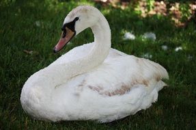 resting white domestic swan