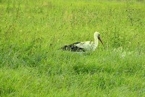 white stork in the field