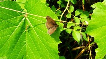 brown butterfly on the free leaf