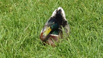 duck among green grass