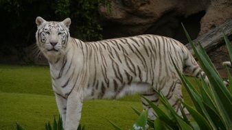 striped white tiger in the aviary in the zoo