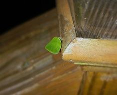 Leaf Insect