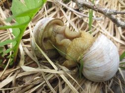 shell is snail housing