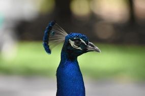 peacock head with bright plumage