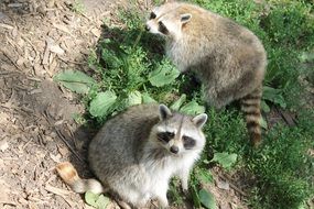 picture of the cute Raccoons