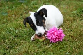 dog gnaws a toy on the grass