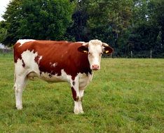 grazing milk cow