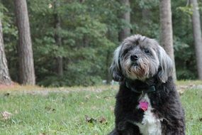 hairy domestic dog outdoor