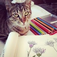 cat, pencils and coloring