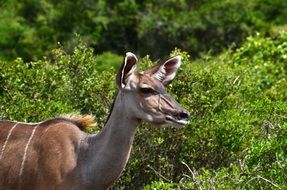 kudu near green bushes