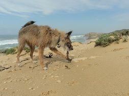 Dog is walking on the beach on vacation