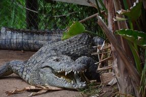 pleasant Crocodile Wild Animal