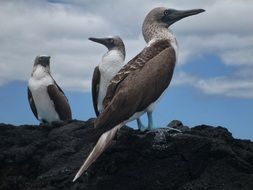 Closeup picture of blue-footed boobies in wildlife
