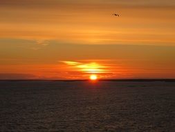 seagull flying in the evening sky
