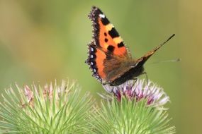 butterfly on a plant in green nature