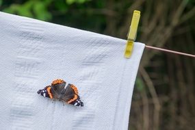 butterfly on a clean towel